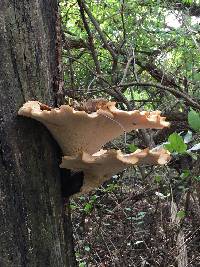 Polyporus squamosus image