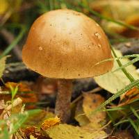 Leccinum scabrum image