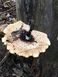 Polyporus squamosus image