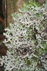 Pseudocyphellaria faveolata image