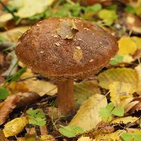 Leccinum scabrum image