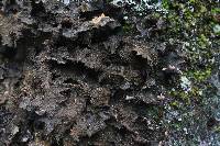 Lobaria retigera image