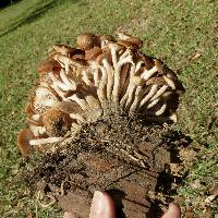 Armillaria tabescens image