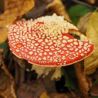 Amanita muscaria image