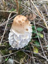 Coprinus comatus image