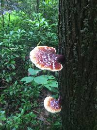 Ganoderma lucidum image