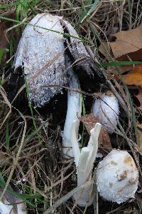 Coprinus comatus image