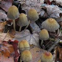 Coprinellus micaceus image