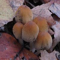 Coprinellus micaceus image