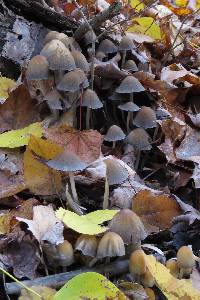 Coprinellus micaceus image