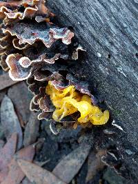 Tremella aurantia image