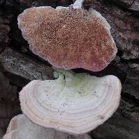 Trichaptum biforme image