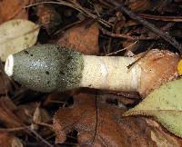 Phallus ravenelii image