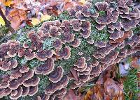 Trametes versicolor image