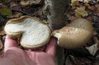 Fomitopsis betulina image