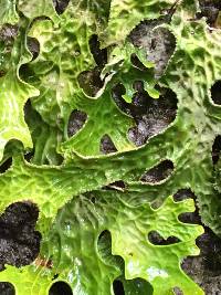 Lobaria pulmonaria image