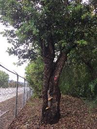 Laetiporus gilbertsonii image