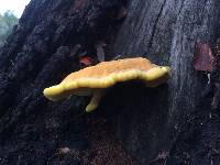 Laetiporus gilbertsonii image