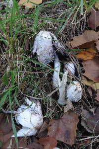 Coprinus comatus image