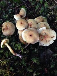 Hypholoma fasciculare image