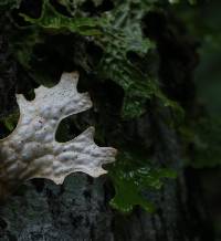 Lobaria pulmonaria image