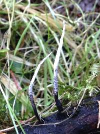 Xylaria hypoxylon image