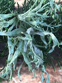 Ramalina leptocarpha image