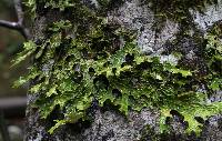 Lobaria pulmonaria image