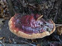 Ganoderma sessile image