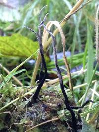 Xylaria hypoxylon image