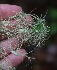 Usnea intermedia image