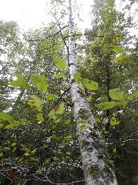 Lobaria pulmonaria image