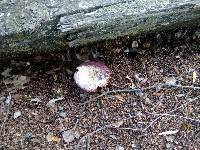 Russula nitida image