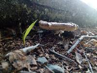 Russula nitida image