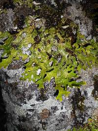 Lobaria pulmonaria image