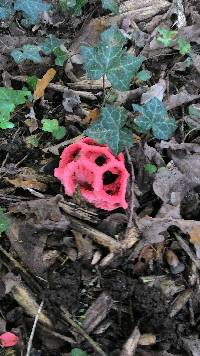 Clathrus ruber image