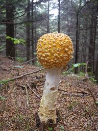 Amanita muscaria var. guessowii image