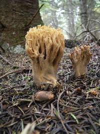 Ramaria stricta image