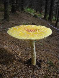 Amanita muscaria var. guessowii image