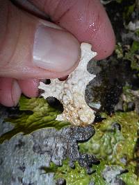 Lobaria pulmonaria image