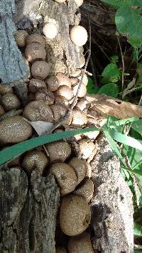 Lycoperdon pyriforme image