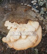 Laetiporus sulphureus image