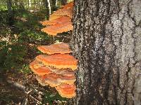 Laetiporus sulphureus image