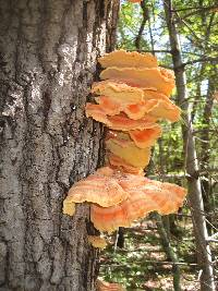 Laetiporus sulphureus image