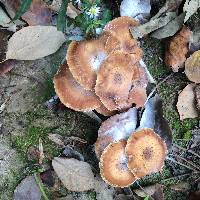 Armillaria tabescens image