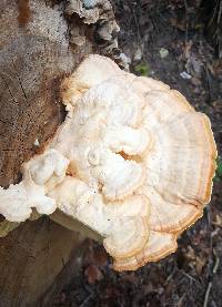 Laetiporus sulphureus image