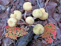 Armillaria tabescens image