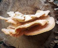 Laetiporus sulphureus image