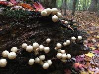 Lycoperdon pyriforme image