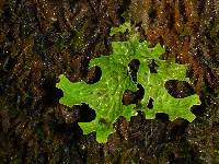 Lobaria pulmonaria image